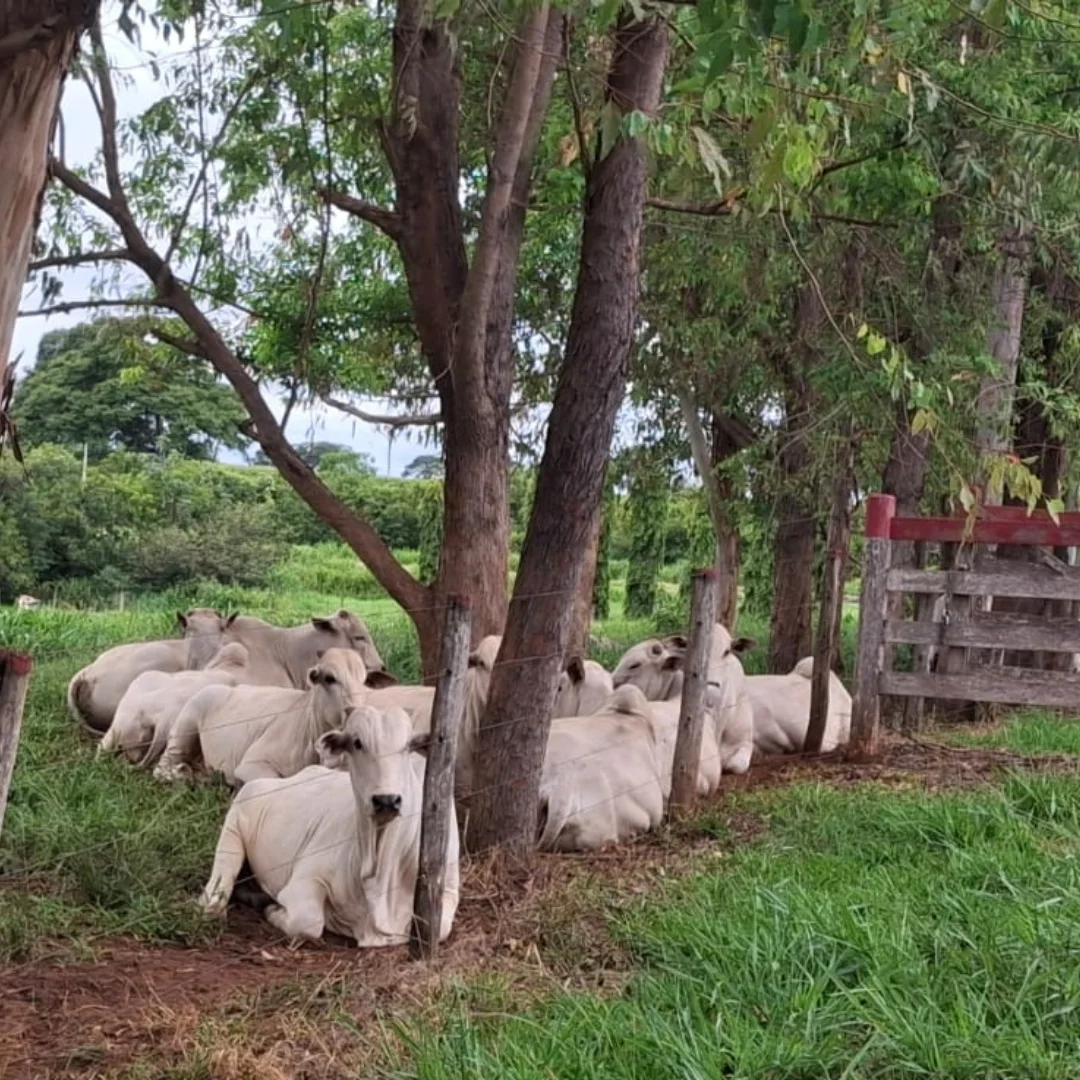Garrote Nelore da Fazenda Jaraguá em área de pastagem