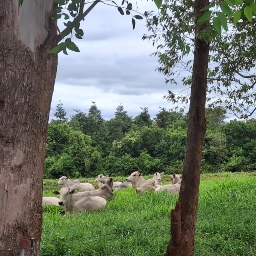 Garrote Nelore solto no pasto na Fazenda Jaraguá