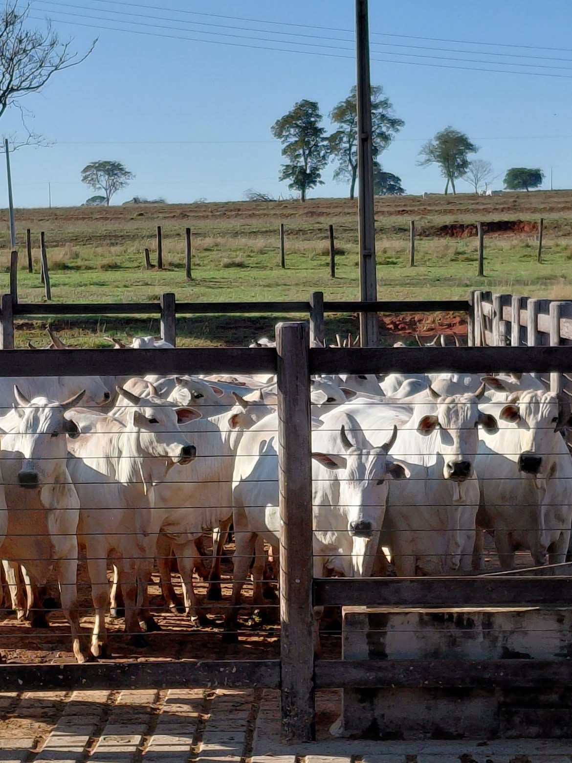 Matrizes Nelore P.O. a pasto na Fazenda Jaraguá