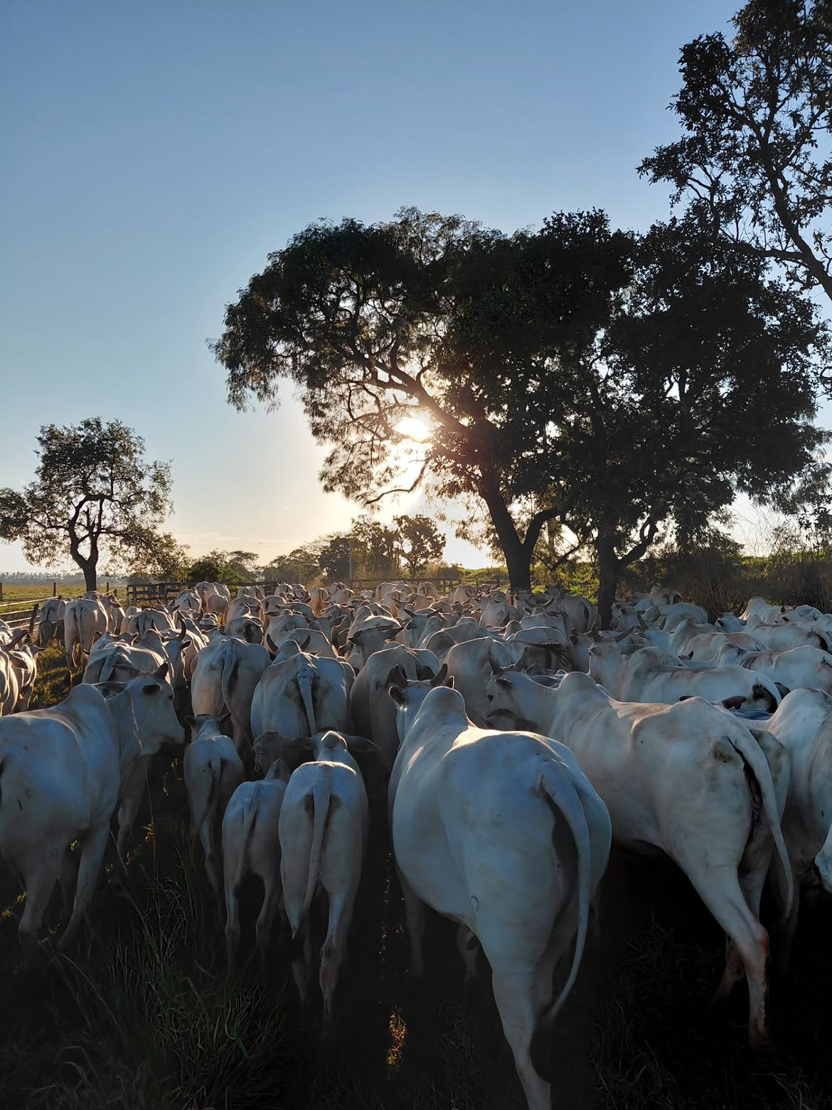 Manejo de matrizes Nelore na Fazenda Jaraguá